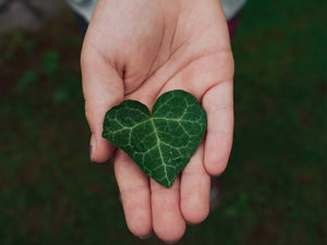 Behind the Brand: The Story of Black Chicken Remedies