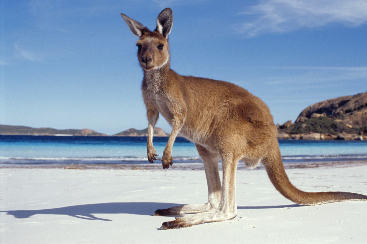 What Makes a Skincare Brand Truly Australian?